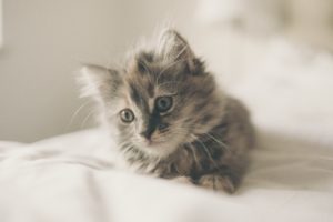 Fluffy tabby kitten
