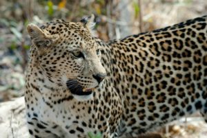 leopard-cat-savuti-botswana-37535