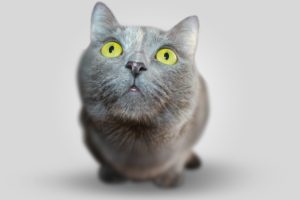 cat-animal-eyes-grey-54632